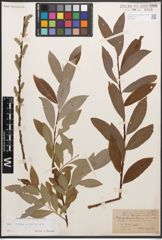Foto von Salix caprea L. x Salix purpurea L.
